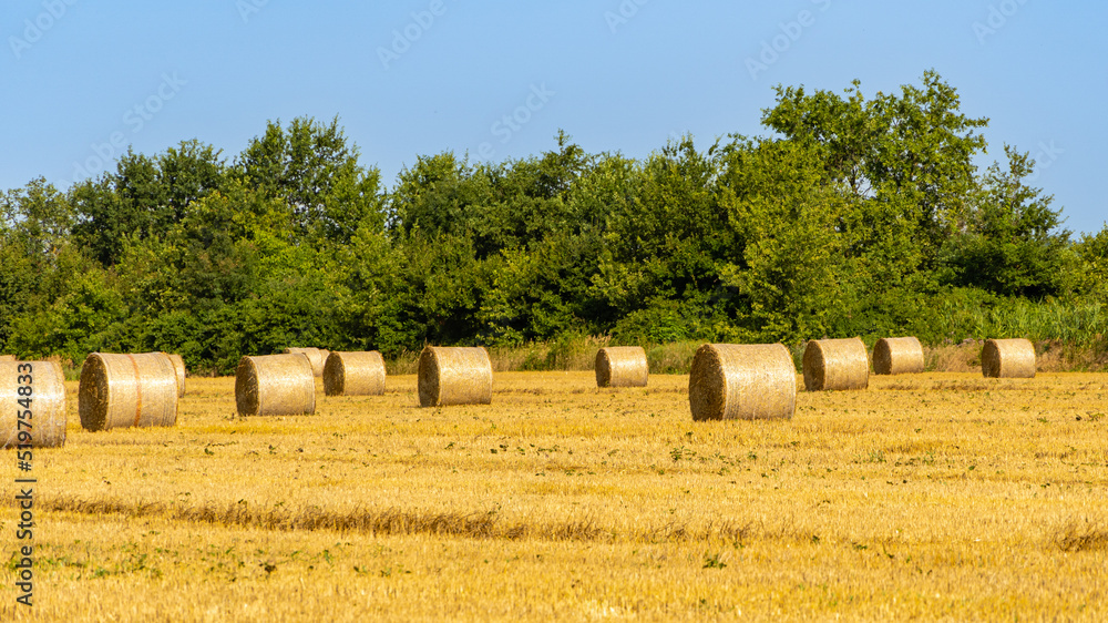Straw collected in round bales after harvesting wheat in  endless field against blue summer sky. Blurred background. Selective focus. Close-up of golden bales of straw. Nature concept for design.