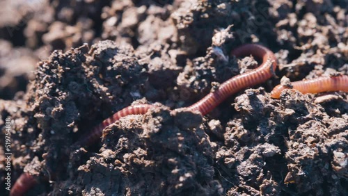 Vermiculture concept, red wiggler worms moving in fertile organic ground mixture photo