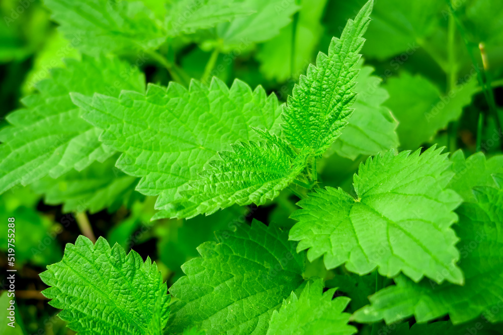 green nettle grows in the garden green nettle grows in the garden
