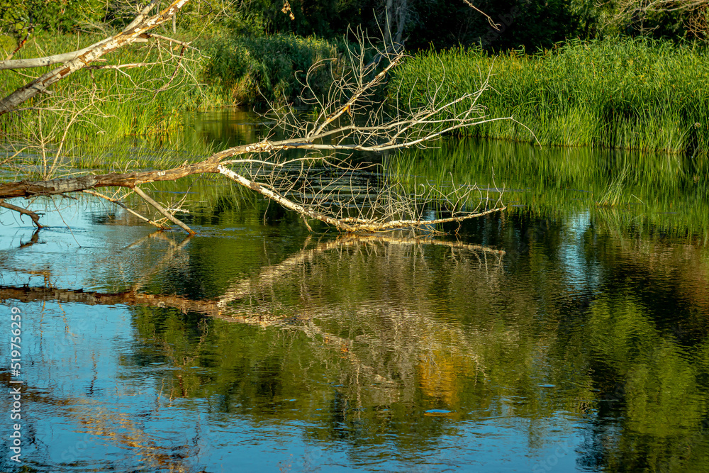 Tree branches above the water surface . Soft focus Tree branches above the water surface . Soft focus