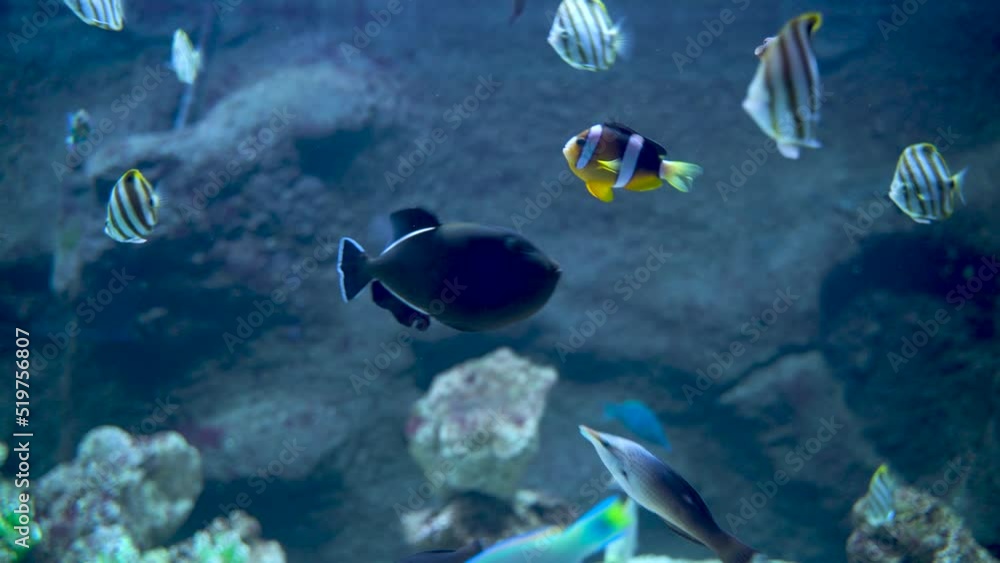 Bunch of fish swimming underwater such as Threadfin butterflyfish, blue trigger fish, Allard's clownfish and blotched foxface Bunch of fish swimming underwater such as Threadfin butterflyfish, blue trigger fish, Allard's clownfish and blotched foxface