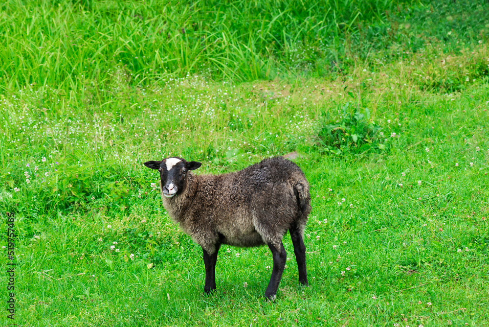 Lamb on a background of green grass, free range. Selective focus. Lamb on a background of green grass, free range. Selective focus.