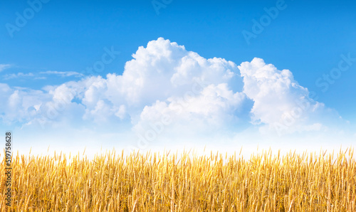 Yellow wheat or rye field and blue sky with clouds