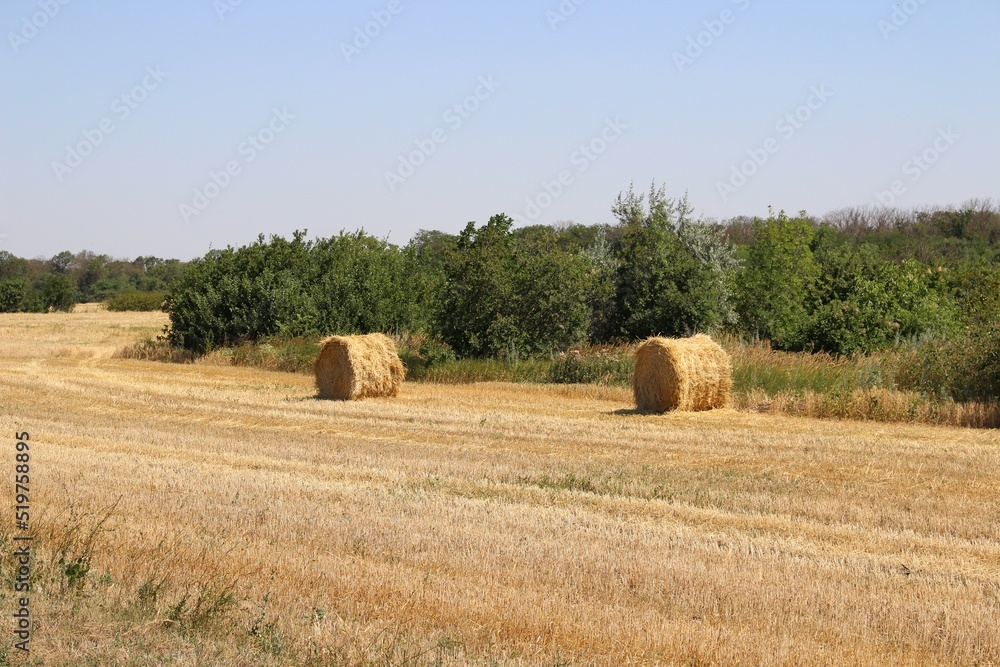 Beautiful wheat field with haystacks