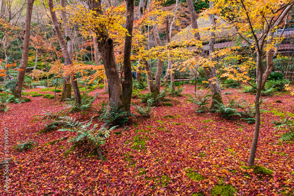 Naklejka premium 秋の京都 祇王寺