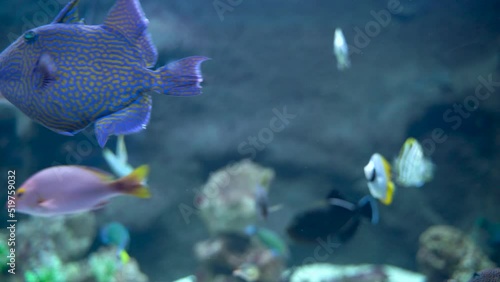 Bunch of fish swimming underwater such as Threadfin butterflyfish and blue trigger fish photo