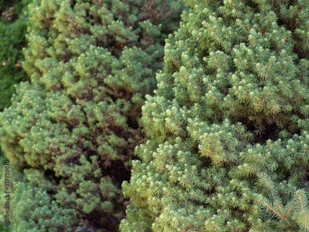 Natural background of coniferous trees