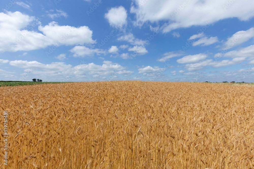 Field of Golden wheat under the blue sky and cloudsWheat field and blue sky with clouds. The subject of agriculture and food
