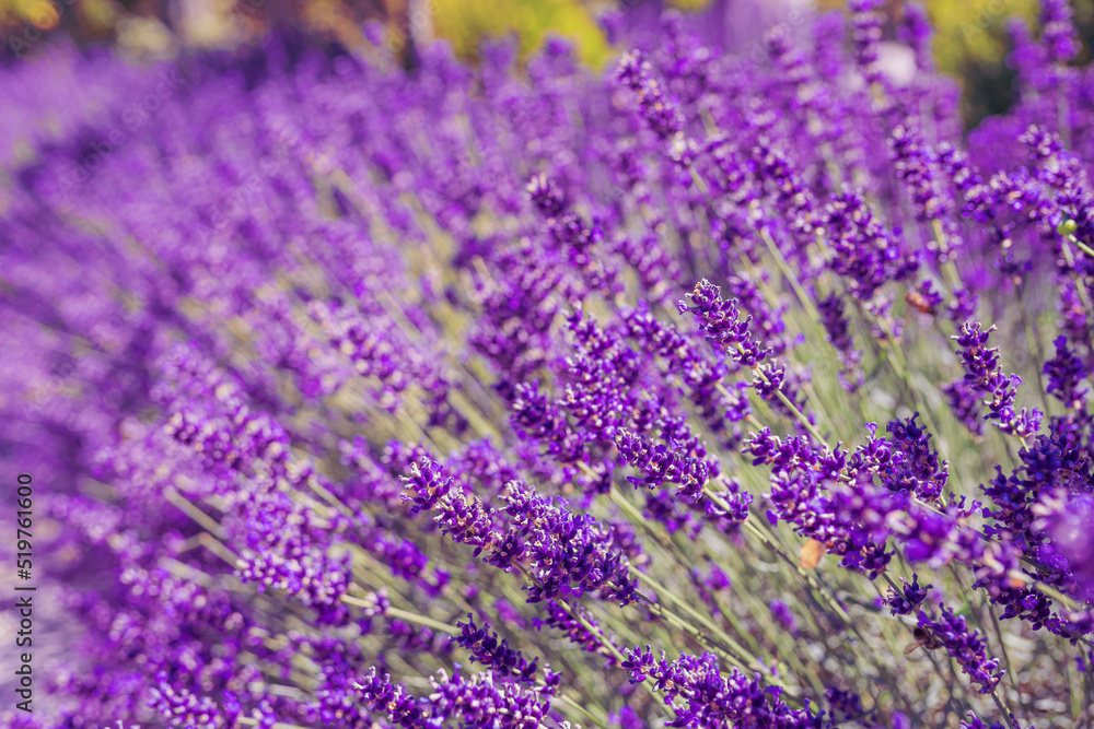 Naklejka premium Lavender flowers close up bokeh background