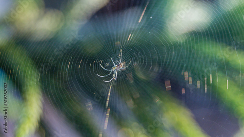 Fotografering spider on web