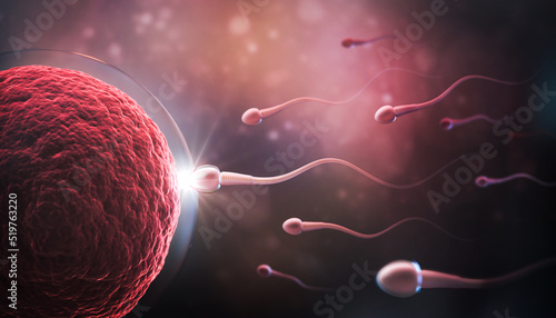 Картината върху платно Sperm directed towards the egg bubble, Natural fertilization