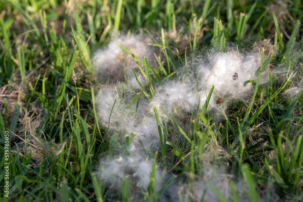 Bombax ceiba (cotton tree) seeds like cotton wool on green grass. Israel. Summer.