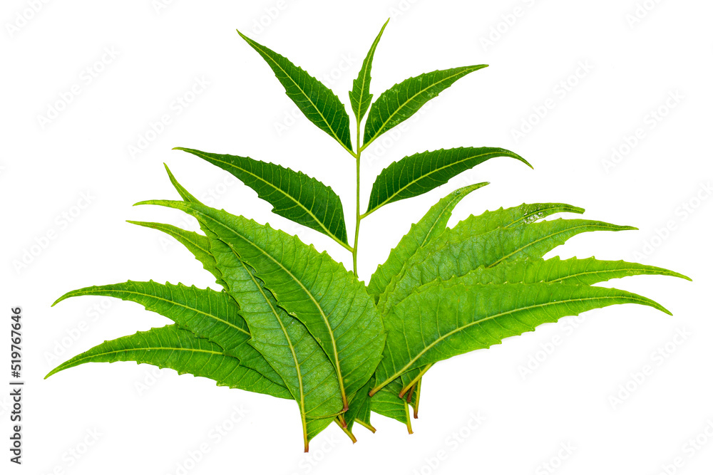 Medicinal neem leaves isolated on white background Medicinal neem leaves isolated on white background