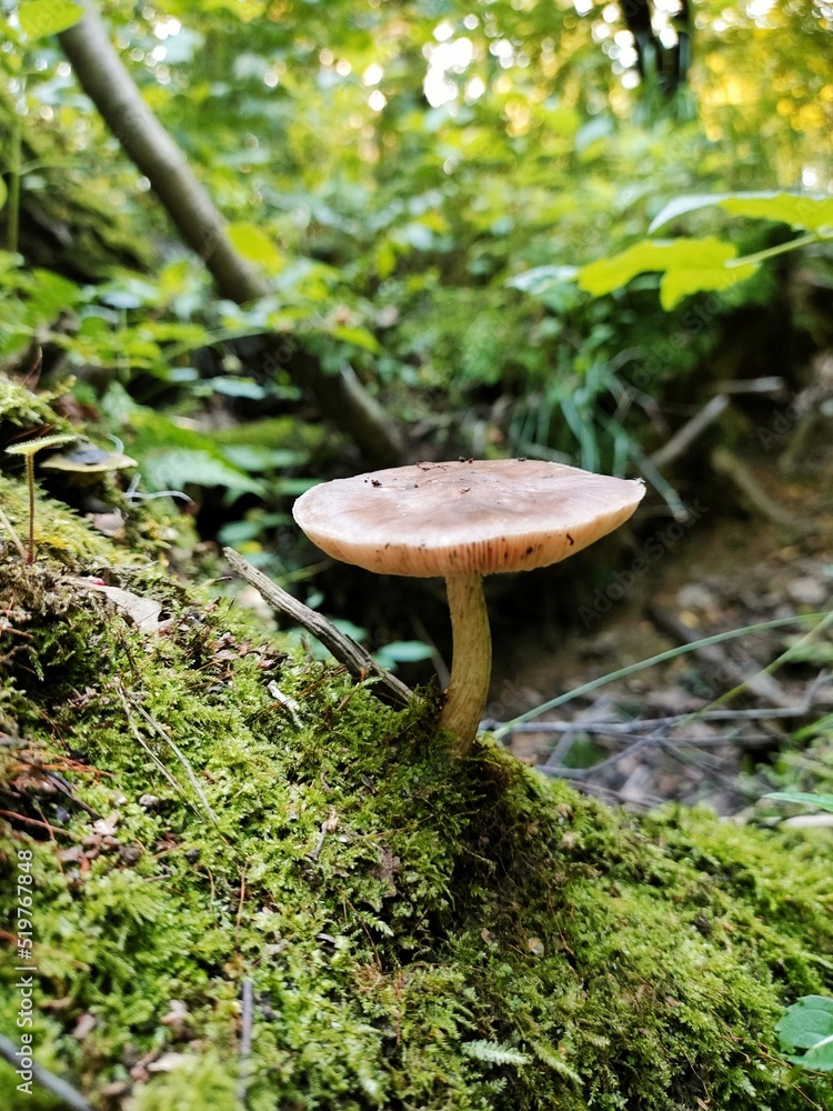 Fototapeta premium Mushroom grows in moss in a wild forest