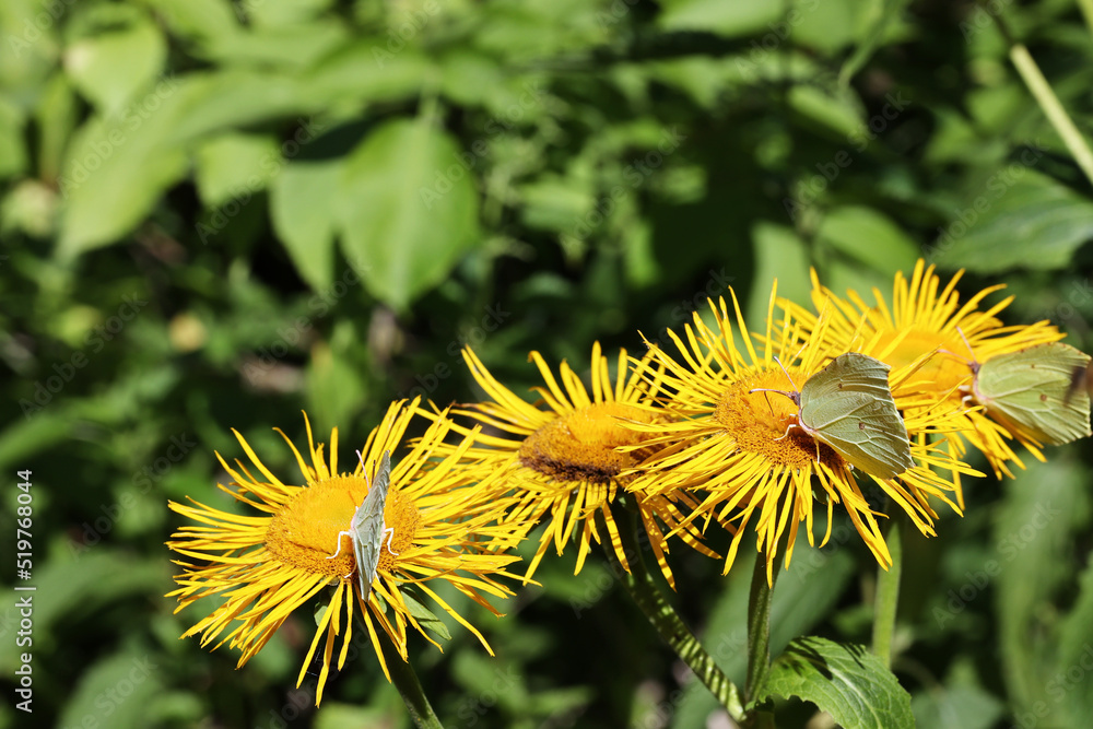 Oman wielki (Inula helenium) jest okazałą rośliną która w czasie kwitnienia jest bardzo miododajna dla licznych motyli i innych owadów
listkowiec cytrynek (Gonepteryx rhamni) na kwiatach Omanu wielkie Oman wielki (Inula helenium) jest okazałą rośliną która w czasie kwitnienia jest bardzo miododajna dla licznych motyli i innych owadów
listkowiec cytrynek (Gonepteryx rhamni) na kwiatach Omanu wielkie