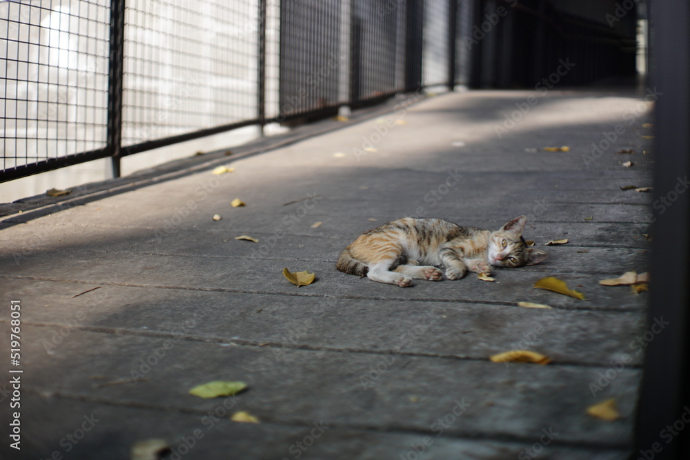Domestic Indonesian Wild Cat Laying On The Street Domestic Indonesian Wild Cat Laying On The Street