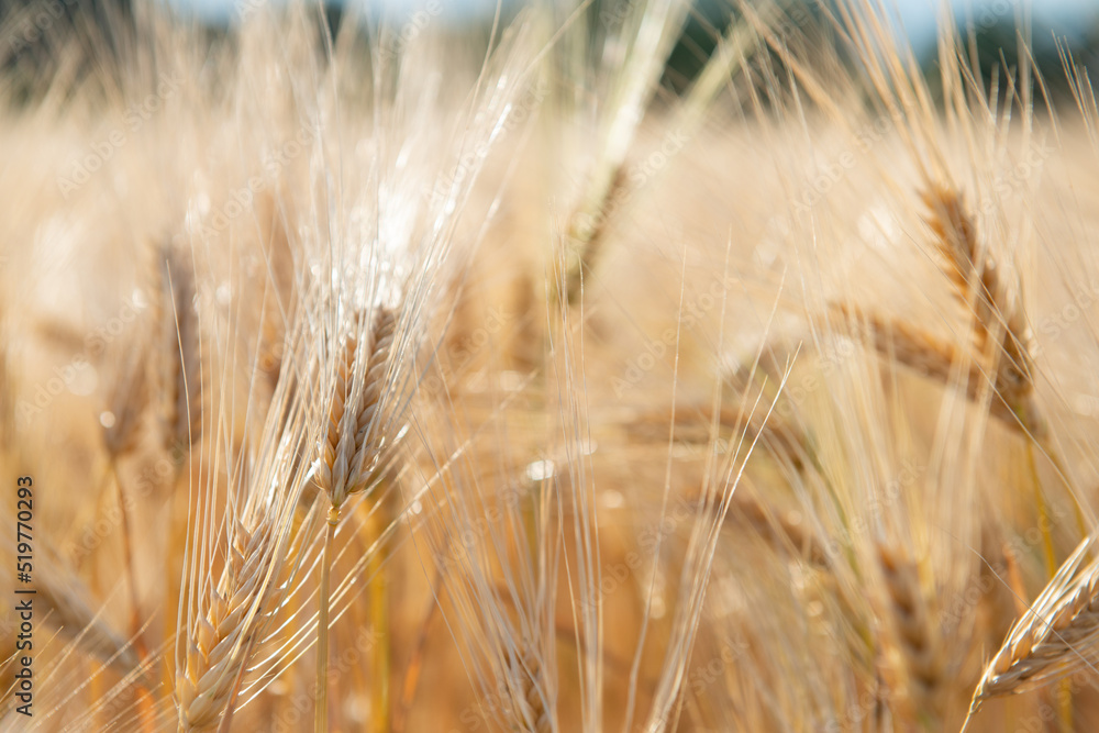 Wheat. Golden field of cereals. Grain crops. Spikelets closeup, sunny June. Important food grains Wheat. Golden field of cereals. Grain crops. Spikelets closeup, sunny June. Important food grains