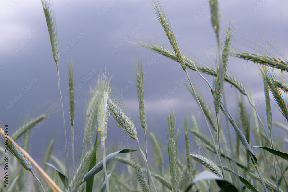 Rye grows in field. Grain crops. Spikelets of cereals over sky before the storm, June. Important food grains Rye grows in field. Grain crops. Spikelets of cereals over sky before the storm, June. Important food grains