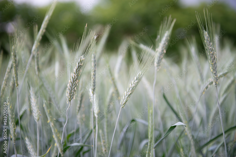 Rye grows in field. Grain crops. Spikelets of cereals over sky before the storm, June. Important food grains Rye grows in field. Grain crops. Spikelets of cereals over sky before the storm, June. Important food grains