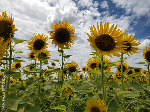 Fototapeta Naklejka Na Ścianę i Meble -  向日葵畑 sunflower field