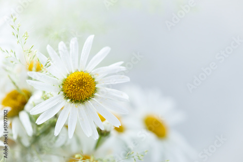 Daisy or chamomile flowers in bloom, wild bouquet with grass