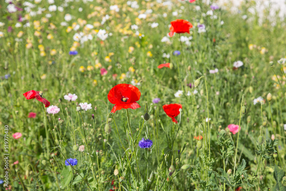 Lush blooming meadow flowers, poppies, cornflowers, daisies, garden design and landscaping, eco farming, ecology, nature and species protection, close up, blurred background Lush blooming meadow flowers, poppies, cornflowers, daisies, garden design and landscaping, eco farming, ecology, nature and species protection, close up, blurred background