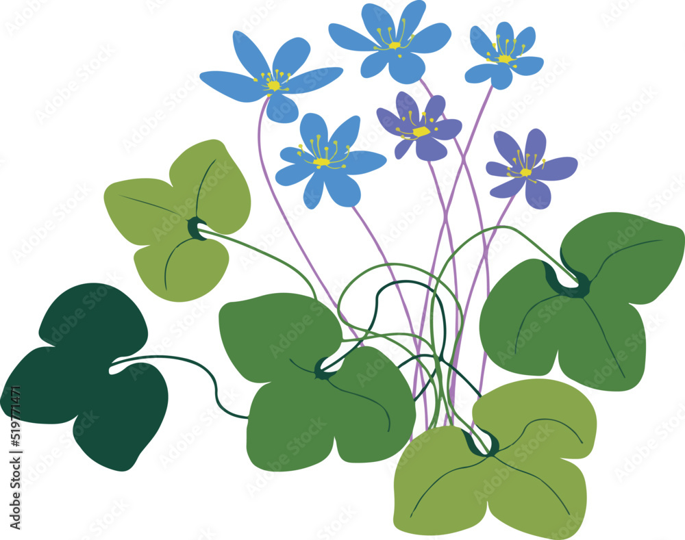 illustration of a beautiful floral background with flowers, meadow flower, wildflower, and medicinal, healing herb illustration of a beautiful floral background with flowers, meadow flower, wildflower, and medicinal, healing herb