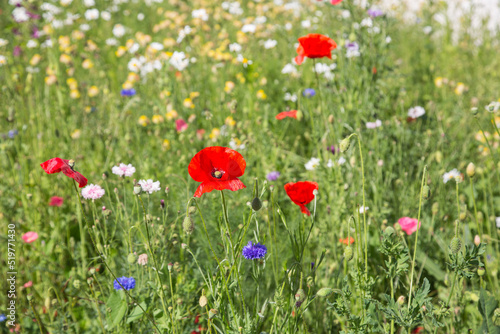 Lush blooming meadow flowers, poppies, cornflowers, daisies, garden design and landscaping, eco farming, ecology, nature and species protection, close up, blurred background