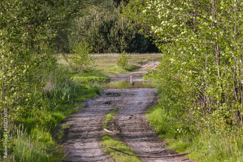 Stork on a field road in Jaczew, small village in Mazowsze region of Poland