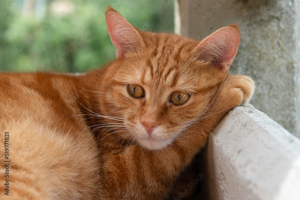 Fototapeta premium Cute red tabby cat rests on balcony putting a paw under the muzzle with a very dissatisfied and philosophical expression. Adorable young pet.