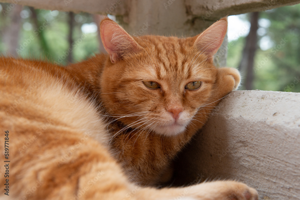 Cute red tabby cat rests on balcony putting a paw under the muzzle with a very dissatisfied and philosophical expression. Adorable young pet.