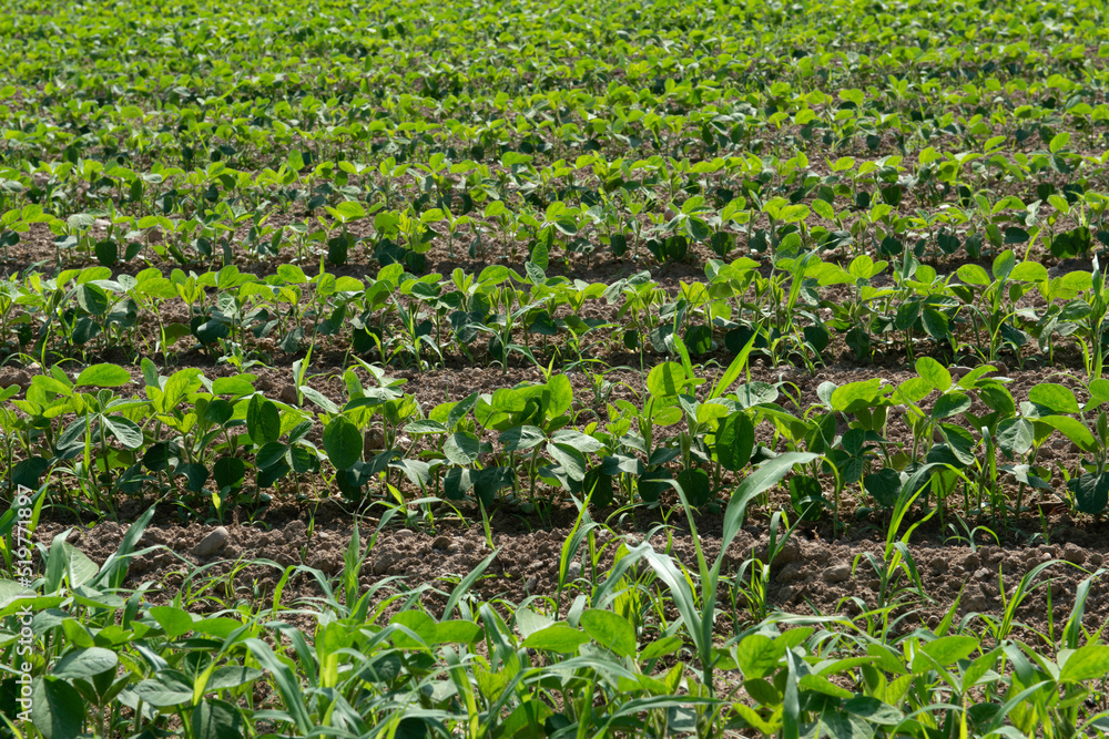 Soy grows in field of farmland, beginning of June, first shoots