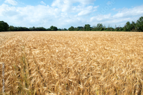 Wheat. Golden field of cereals ready for harvest. Grain crops. Spikelets closeup, sunny June. Important food grains