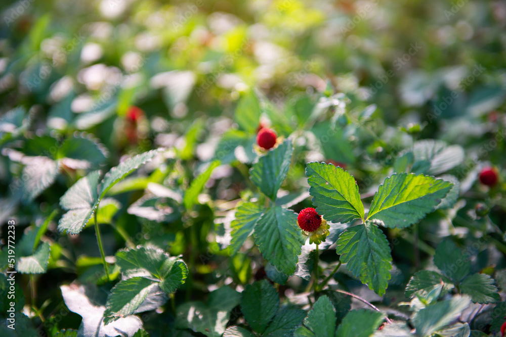 Fototapeta premium Wild strawberries with ripe red berries grow in the forest on a sunny meadow