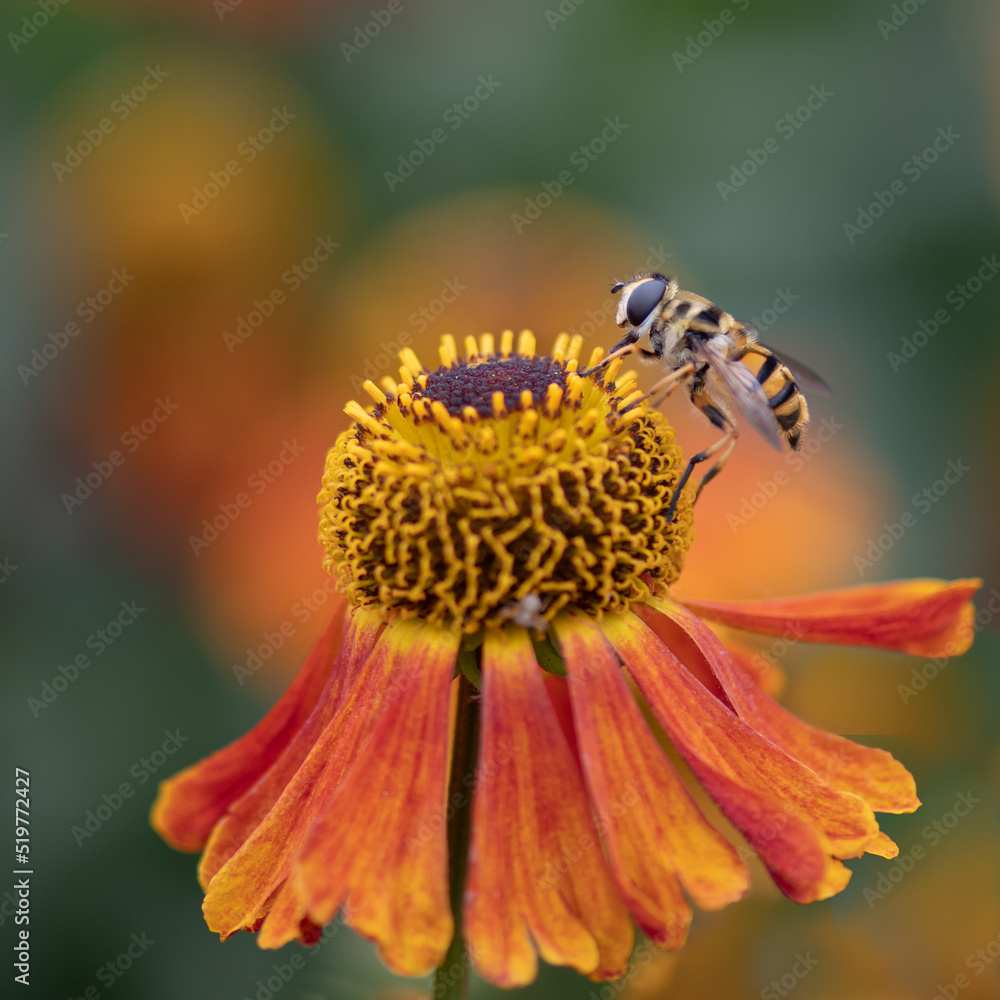 Obraz premium Hoverfly, Myathropa florea, collecting pollen from a single helenium flower