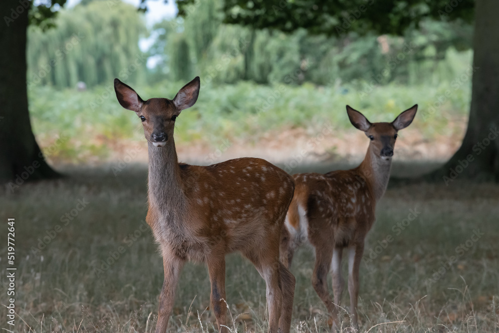Two young red deer with spotted coats