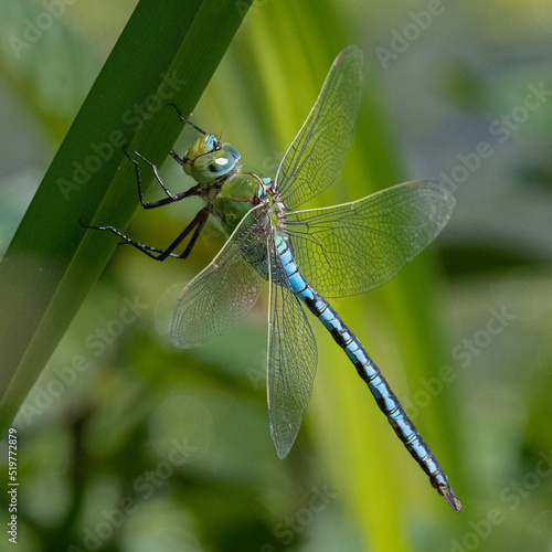Emperor dragonfly sitting on a reed at the edge of a pond