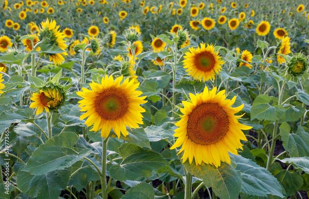 Many sunflowers on a green field, background.