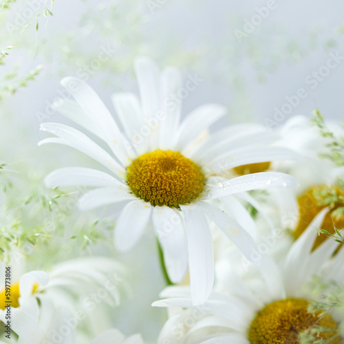 Fototapeta Naklejka Na Ścianę i Meble -  Daisy or chamomile flowers in bloom, wild bouquet with grass