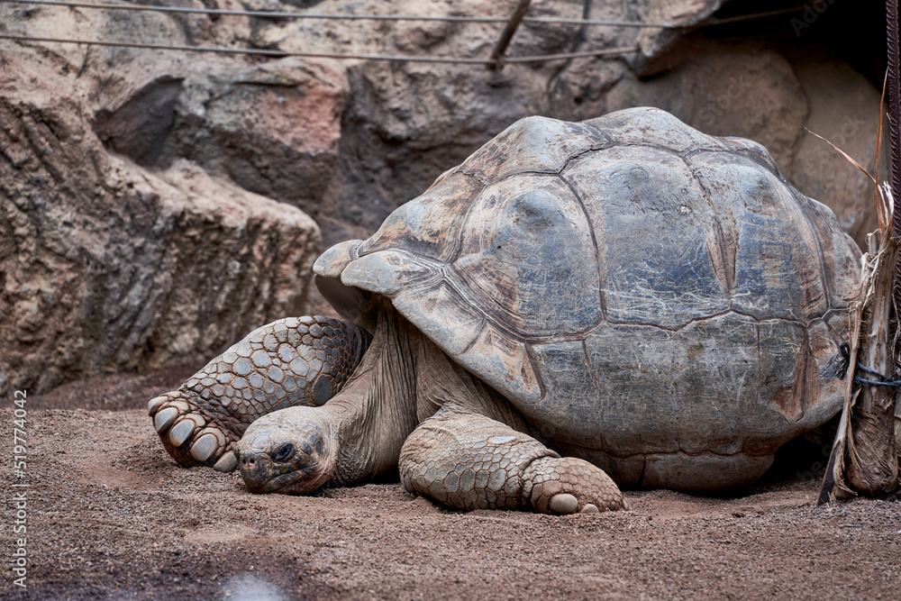 old turtle relaxing in wild land