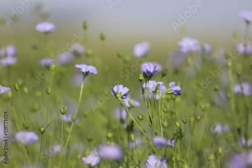 field of flowers © Maria