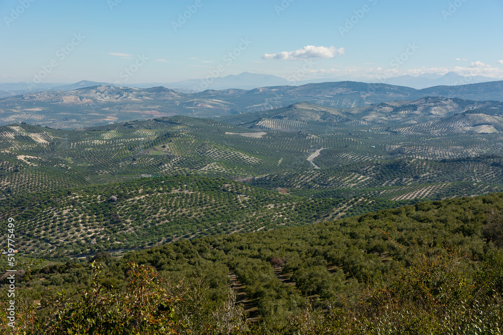 panoramic view of an olive grove in Andalusia, sunny winter day after harvesting the olives