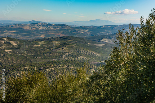 panoramic view of an olive grove in Andalusia, sunny winter day after harvesting the olives