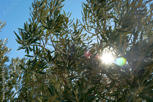 backlit olive branches, Andalusian olive grove, olive oil
