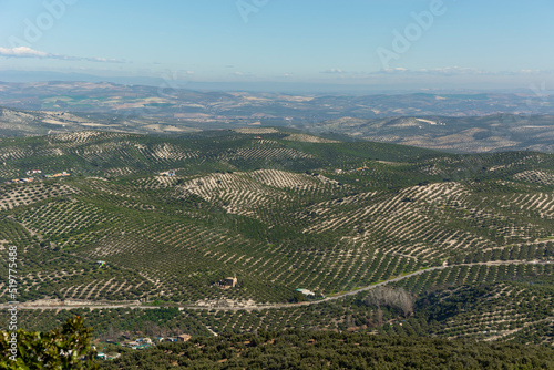 panoramic view of an olive grove in Andalusia, sunny winter day after harvesting the olives