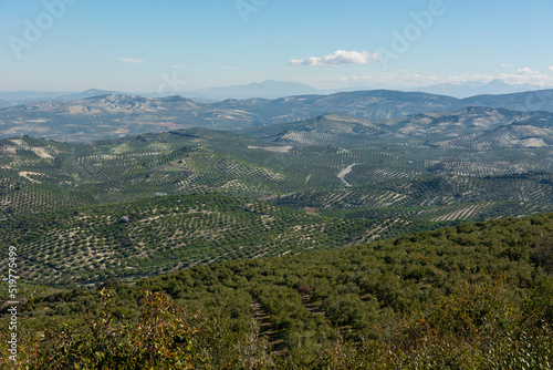 panoramic view of an olive grove in Andalusia, sunny winter day after harvesting the olives © FranciscoJavier