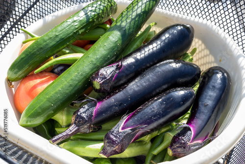 収穫したばかりの家庭菜園の夏野菜