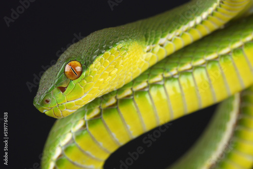 Portrait of a Chinese Tree Viper (Trimeresurus stejnegeri) against a black background
