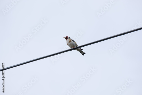 goldfinch bird on a wire © Liz Mitchell
