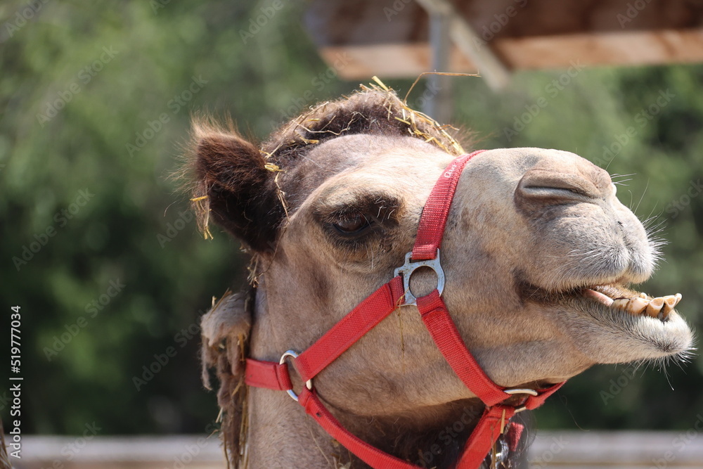 Obraz premium dromedar